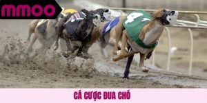 Cá cược đua chó