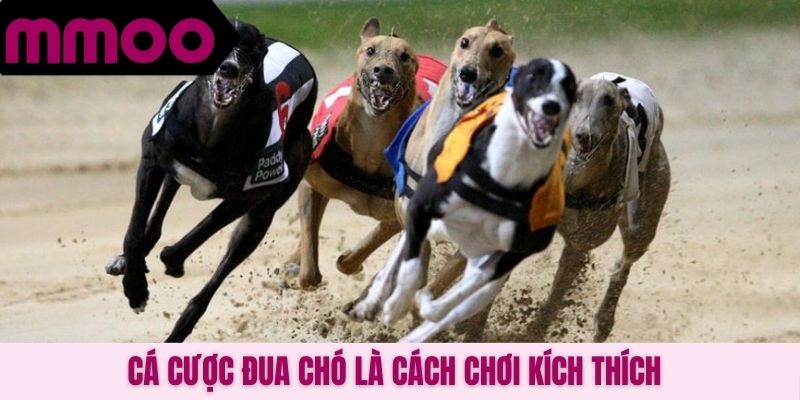 Cá cược đua chó là cách chơi kích thích