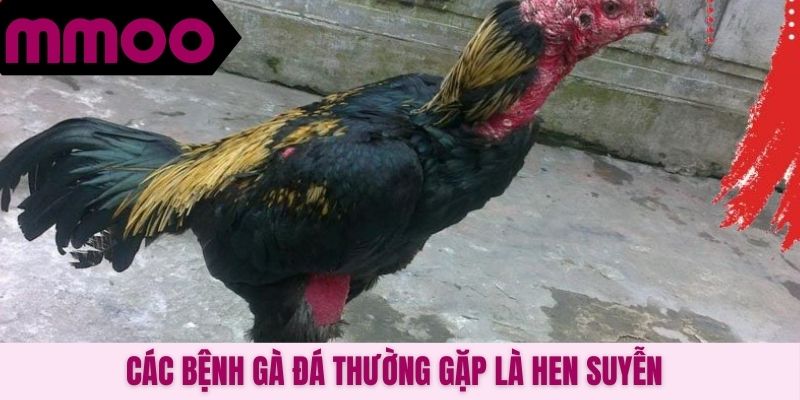 Các bệnh gà đá thường gặp là hen suyễn