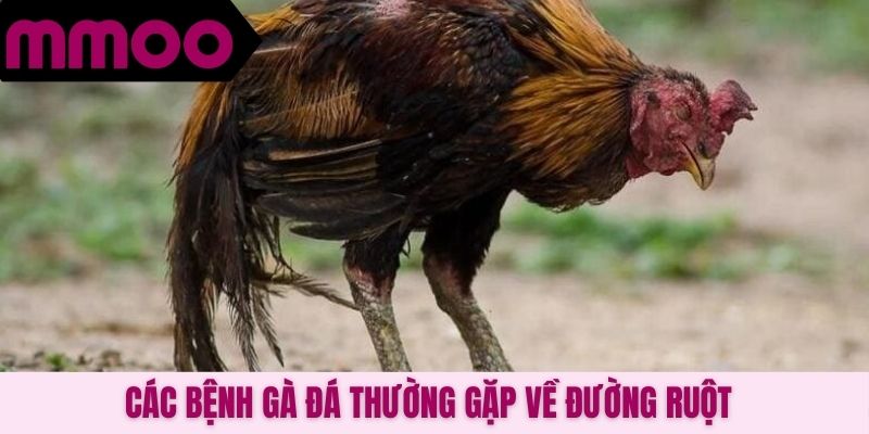 Các bệnh gà đá thường gặp về đường ruột