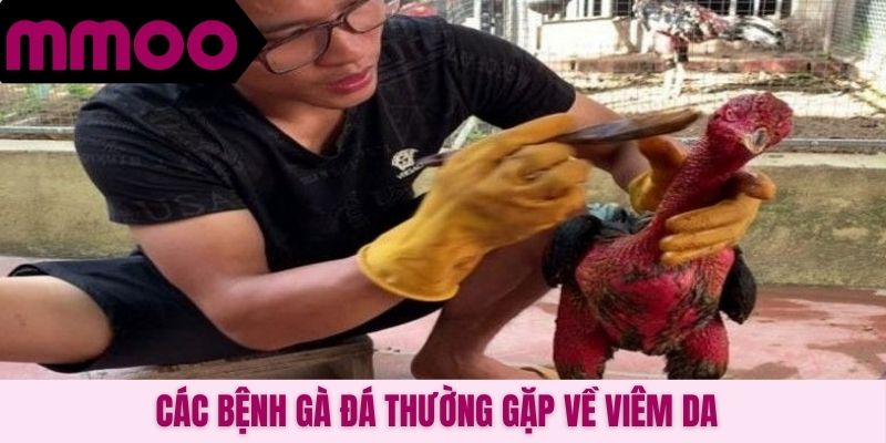 Các bệnh gà đá thường gặp về viêm da