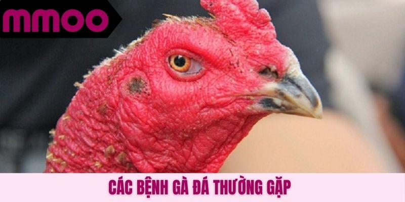 Các bệnh gà đá thường gặp