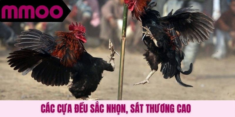 Các cựa đều sắc nhọn, sát thương cao