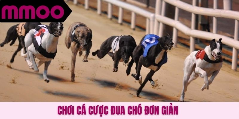 Chơi cá cược đua chó đơn giản