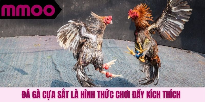 Đá gà cựa sắt là hình thức chơi đầy kích thích