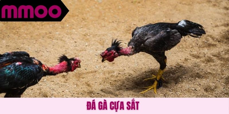 Đá gà cựa sắt