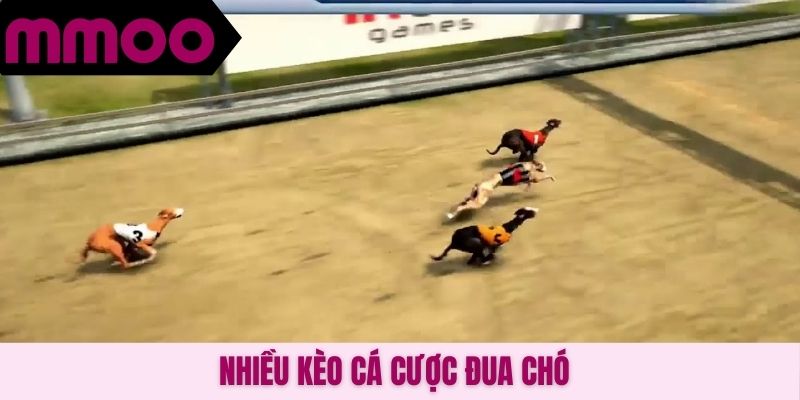 Nhiều kèo cá cược đua chó